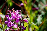bee flying to flower