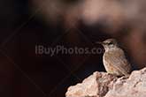 bird standing on rock in Grand Canyon Park
