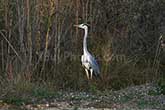 great blue heron standing with reeds in south of France