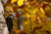 Pileated Woodpecker on tree on Autumn foliage background, Dryocopus pileatus