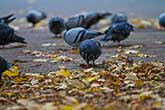 pigeons eating on the ground near autumn leaves