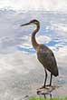 heron standing on rock in lake with clouds reflection in water