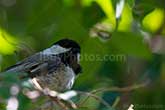 chickadee in tree close-up, Poecile Atricapillus