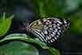 Rice paper butterfly on leaf in plant