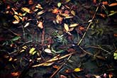 crab underwater with leaves floating