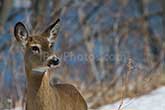 Royalty free photo deer 001