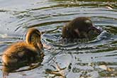 baby ducks in water in pond