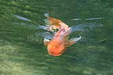 Japanese carp at surface