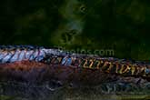 japanese carp fish dorsal fin
