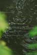 fishes in river breathing at surface