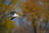 gull flying with blurry trees on background