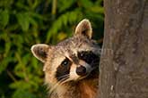 raccoon showing up, head appearing from behind rock