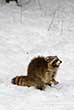 raccoon in snow in Winter on Mount Royal