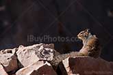 squirrel seating on rocks in Grand Canyon