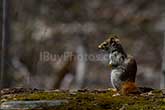 squirrel standing on trunk covered with moss