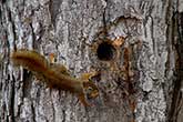 squirrel climbing on tree to reach nest in trunk hole