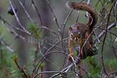 squirrel on pine tree branch