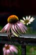 HDR flowers with petals, Echinacea hdr beside banister
