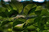 Royalty free photo leaves hdr 001