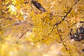 Autumn foliage with yellow leaves in branches