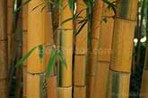 yellow bamboos in the forest