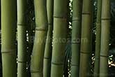twisted bamboo stalk in a bamboos forest