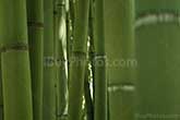 bamboos in a green forest of bamboos