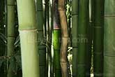 twisted green and brown bamboos in a bamboo forest