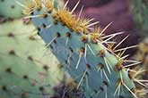 paddle cactus thorns close up