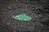 raindrops on leaf fallen to the ground