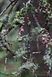 fungus and moss covering branches in tree