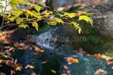 maple tree branch with creek behind