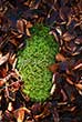 green moss surrounded by Autumn leaves
