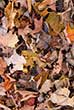 autumn leaves on the ground, maple leaves