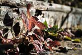 dead leaves on wood stairs step