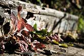 dead leaves on stairs wooden steps