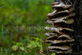 mushrooms on tree trunk in forest