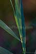 reed leaves close up