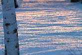 sunset reflection on snow in forest with tree trunk