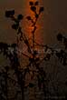 thistle silhouettes on water with sunset reflection
