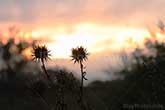 thistle silhouettes at sunset in Camargue in France