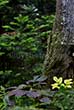 tree bark with leaves and plants in forest