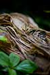 decomposed tree stump with leaves in forest