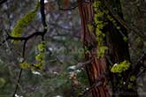 moss on branches, Yosemite cedar tree bark