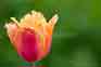 tulips_002