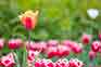 tulips_003