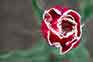 tulips_004