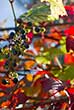 vine with small fruit grapes and colored leaves
