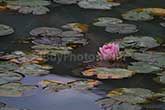 waterlily in pond with flower, swamp plant