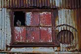 sealed up window, rusty corrugated iron and pigeon